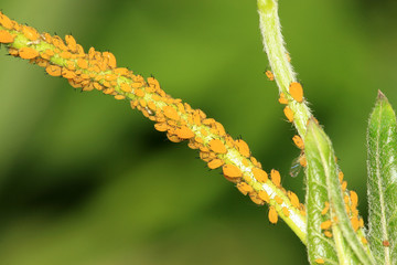 Aphid