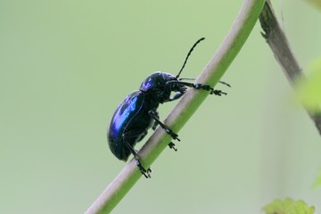 Dark blue beetle