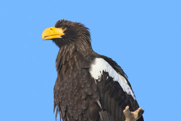 Steller's Sea Eagle