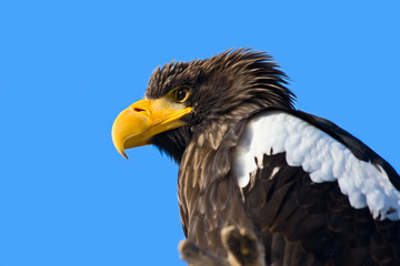 Steller's Sea Eagle (Haliaeetus pelagicus)