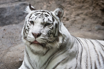 White tiger