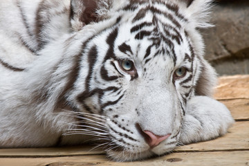 White tiger