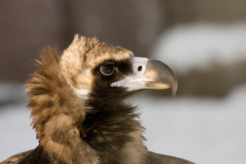 Eurasian Black Vulture
