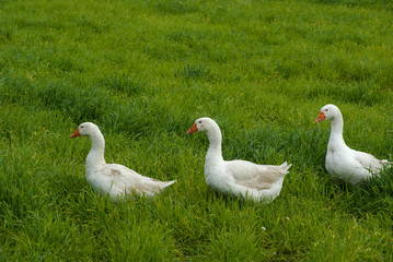 three geese in row on background grass