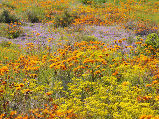 Wildblumen