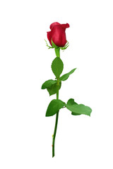 Fototapeta premium Red rose.