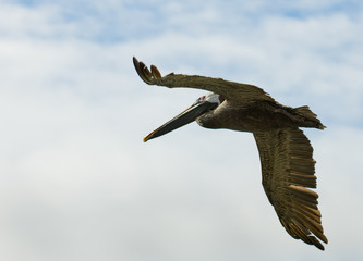 flying pelican, galapagos islands, ecuador