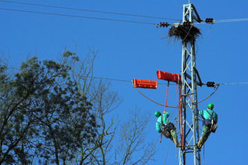 Protecting storks