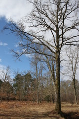 nuages arrêtés par une branche