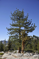 yosemite collection 15