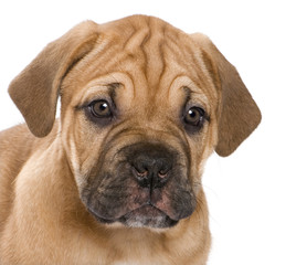 Dogue de Bordeaux puppy (2 months)