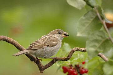 Spatz im Johannisbeerstrauch 2.1