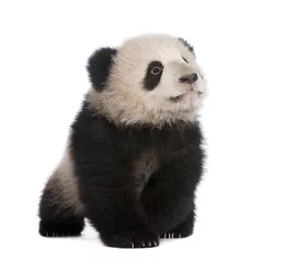 Crédence de cuisine en verre imprimé Panda Panda Géant (6 mois)