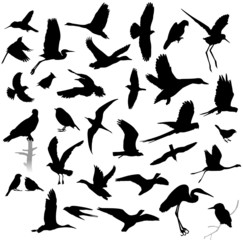 Silhouettes of birds
