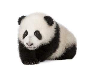 Obraz premium Giant Panda (6 miesięcy)