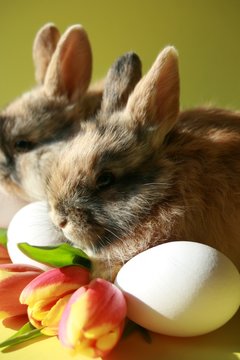 Funny Rabbit