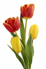 Fototapeta premium posy of red and yellow tulips