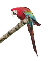 Green-winged Macaw - Ara chloropterus (18 months)