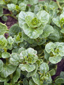 Melloco; Ullucus tuberosus