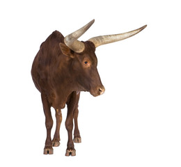 Ankole-Watusi