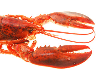 Lobster closeup