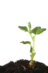 Seedling