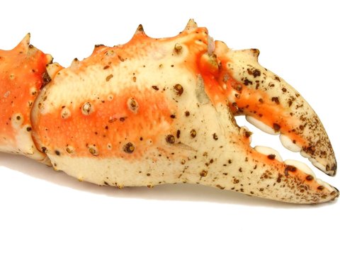 Pince de crabe royal