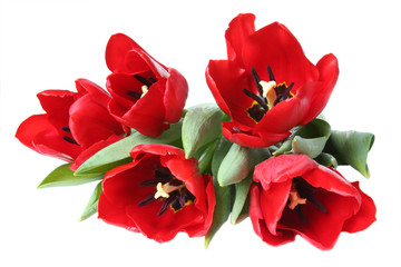 Spring flower - bouquet of red tulips