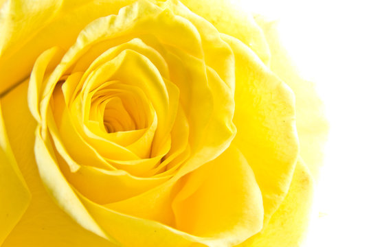 yellow rose petal
