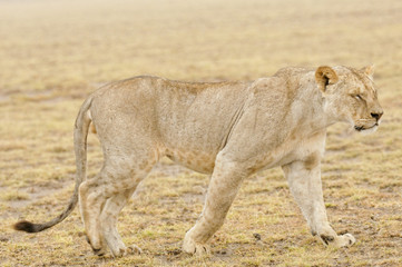 Fototapeta na wymiar Lioness ( panthera leo)