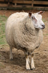 Naklejka na ściany i meble agneau,agneaux,brebis,mouton,moutons,lambs,lamb