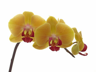 Naklejka na ściany i meble Orchid Phalaenopsis