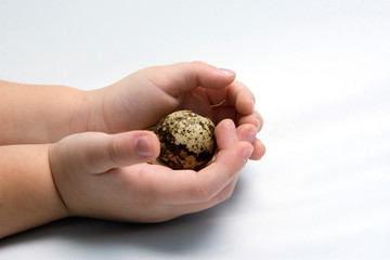 egg in the hands of the child