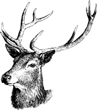 Deer illustration black and white vector