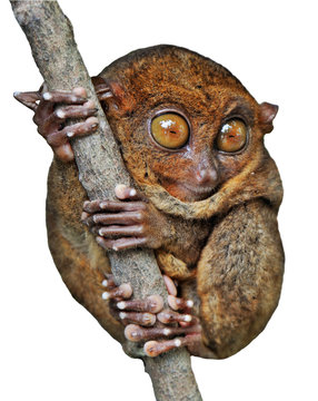 Tarsier Isolated