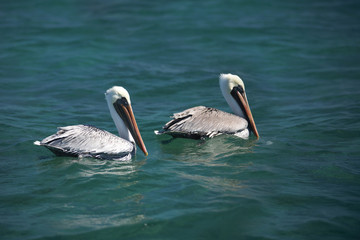 Fototapeta na wymiar white pelicans couple