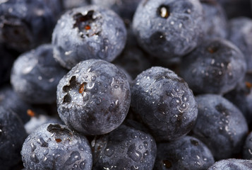Blueberry closeup