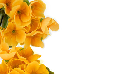 Obraz premium Spring flowers