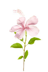pink hibiscus flower isolated with clipping path