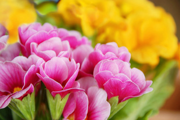 Obraz premium Spring flowers