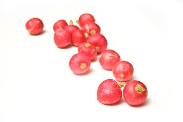 Raddishes isolated on a white studio background.