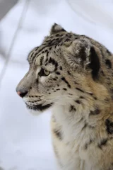 Foto op Canvas Snow leopard © Sergey Skleznev
