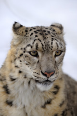 Naklejka premium Snow leopard