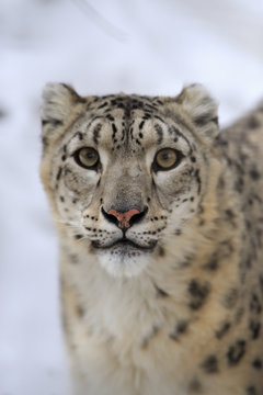 Snow leopard