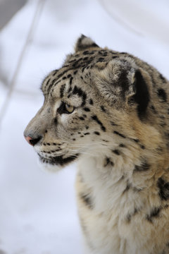 Snow leopard