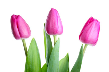 Three pink tulips