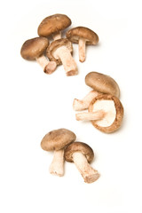 Shitake mushrooms isolated on a white studio background.