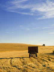 Wheat harvesting