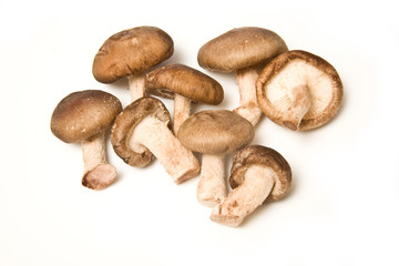 Shitake mushrooms isolated on a white studio background.