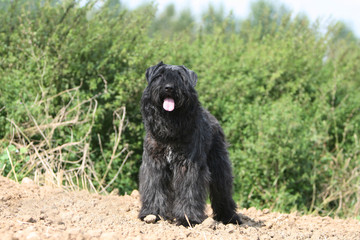 le bouvier des flandres fatigu&eacute; de marcher dans les champs